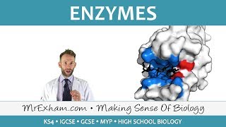 Enzymes  GCSE Biology 91 [upl. by Adnoval]