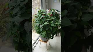 Poinsettia Care how to turn your Poinsettia red for Christmas [upl. by Neve150]