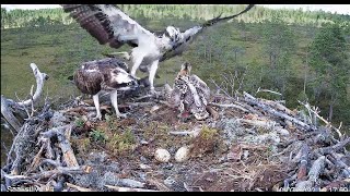 3 Sääksilive Osprey cam in Finland  dad brings whopper then takes it away 20220710 22541828 [upl. by Ultima]