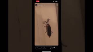 Megan Thee Stallion finds a “eyelash bug” 😂 [upl. by Thursby494]