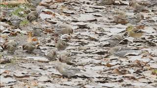 Common Redpoll Flock Tommy Thompson Park November 21 2020 [upl. by Gala]