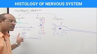 Histology of the Nervous System [upl. by Erhard899]