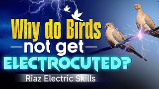 Electric Shock  Why Birds Stay ShockFree on Power Lines  Riaz Electric Skills [upl. by Hnilym]