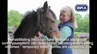 RSPCA Appeal  Fostering young rescue horses and ponies [upl. by Neleh897]