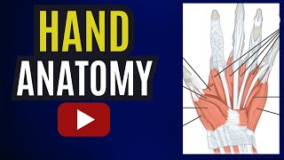 Hand AnatomyBones of HandMuscles of HandNerve supply of Hand hand anatomy bones muscles yt [upl. by Jazmin]