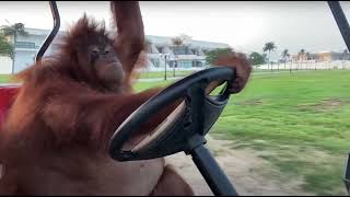 Orangutan driving remix [upl. by Herr]