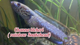 Channa bleheri  rainbow snakehead [upl. by Clarey]