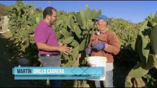 E l cultivo del higo pico Con Lo Nuestro 16 [upl. by Esereht25]