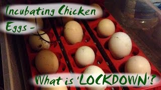 Incubating Chicken Eggs  What is LOCKDOWN [upl. by Eedyah159]