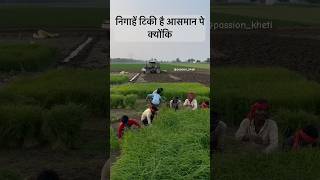 निगाहें टिकी है आसमान पे क्योंकि  kisan kheti farming status [upl. by Ymereg]