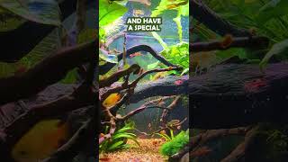 Honey Gouramis Make Excellent Tank Mates For Red Cherry Shrimp 🐟 shorts [upl. by Lion]