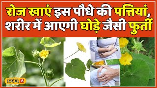 Atibala Benefits हर बला को हर लेगा अतिबला सिर्फ एक चम्मच और बीमारी छूमंतर  Health Tips local18 [upl. by Kcinom994]