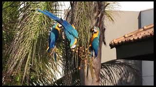 Araracanindé  Ara ararauna  Blueandyellow Macaw  Brazilian Birds [upl. by Som]