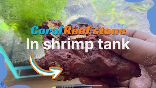 Benefits of adding coral reef stone in a shrimp tank  coral in neocaridina shrimp aquarium [upl. by Catima]