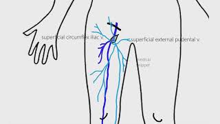 Lower Limb Venous Drainage  Anatomy made easy [upl. by Irrehs621]