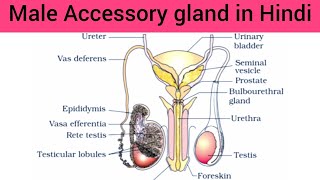 Accessory Gland in Male Hindi  Accessory Gland Seminal Vesicles Prostate Bulbourethral gland [upl. by Oulman]