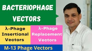 What are bacteriophage vectors  Lambda insertional and replacement vectors  M13 phage vectors [upl. by Naillimixam644]