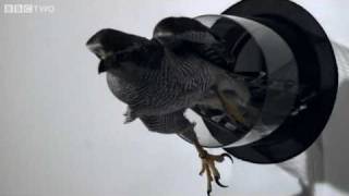 Goshawk Flies Through Tiny Spaces in SloMo  The Animals Guide to Britain Episode 3  BBC Two [upl. by Sherri633]