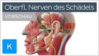 Schädel und Gesicht Oberflächliche Nerven Vorschau  Kenhub [upl. by Braden]