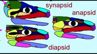 PL2 FOSSIL REPTILES ANAPSIDS DIAPSIDS SYNAPSIDS [upl. by Thurlow602]