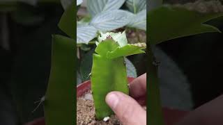 Christmas cactus grafting technique from dragon fruit [upl. by Grubman128]