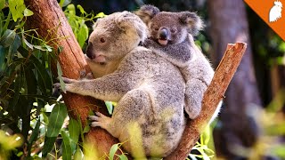 Waarom slapen koalas zoveel [upl. by Terza]