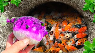 Great Catch Baby Snakehead Fish In Caves Goby Fish Eels And Ornamental Fish Guppies Neon Fish [upl. by Ivory]