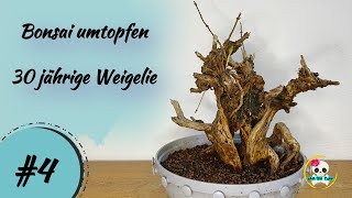 Bonsai umtopfen  Weigelie umtopfen  Ein Update meiner Weigelie [upl. by Zaraf]