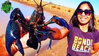 Dragons Deadly Snakes and HUGE BLUECLAW CRAYFISH  Outback Catch Clean Cook [upl. by Lisk]