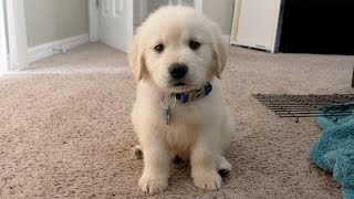 I GOT A PUPPY  Cooper the 8 week old Golden Retriever [upl. by Ivie]