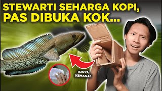 KOK KOSONG BELI IKAN CHANNA STEWARTII SEHARGA KOPI RP 20000 HASIL BREEDING [upl. by Fayth]