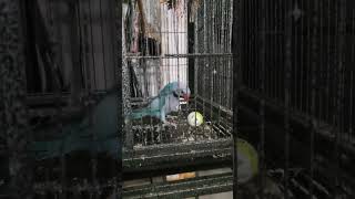 moustache parrot playing with balls funny cute parrot bird moustacheparrot viralvideo ball [upl. by Grindlay]