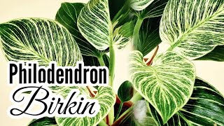 Philodendron Birkin  Complete Care Tips [upl. by Refinnaj]