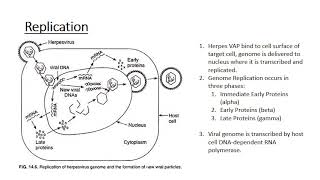 The Human Herpes Viruses [upl. by Olivette652]