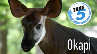 5 Weird Wild amp Wonderful Facts About Okapi [upl. by Hgalehs]