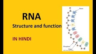 RNA Structure and Function I Biology NEET CBSE In Hindi I structure and function of RNA [upl. by Ellehcsor]