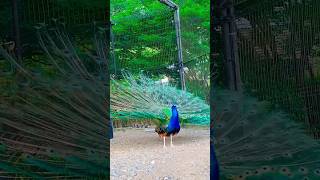 Beautiful14 Peacocks video peacock viral florist786 moor nature shorts peacocks part95 [upl. by Latouche]