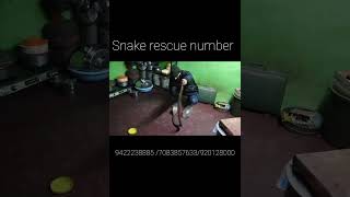 common cobra poisonous  Ahmednagar snake rescue [upl. by Ratep]