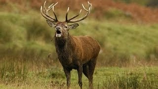 Tahr Deer and Chamois Hunting on the West Coast of NZ [upl. by Adlecirg]