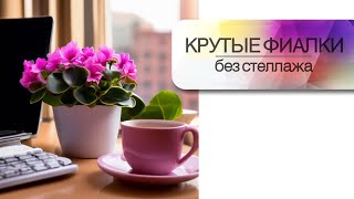 Крутые фиалки без стеллажа Оборудуем уголок для выращивания сенполий круглый год [upl. by Ardna966]