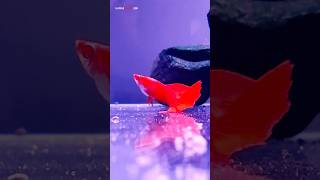 💃Full red guppy dance 💃 guppy albinofullred fullredguppy fish aquarium hawaiipleco [upl. by Aivatnuhs]