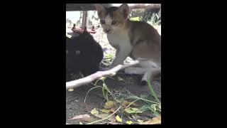 Wow Loud Cat Repellent Sound catsounds [upl. by Estella]