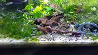 Large school of dwarf corydoras pygmaeus hastatus habrosus [upl. by Radnaxela990]