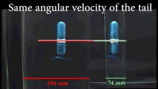 Stokesian swimming of a helical robot in cylinderical tubes [upl. by Elvah256]