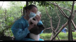 Keeper feeds panda cub milk [upl. by Zachary]