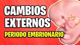 ✅ CAMBIOS EXTERNOS EN EL EMBRIÓN  PERIODO EMBRIONARIO 📚 EMBARAZO 👶 EMBRIOLOGÍA [upl. by Anoyek]