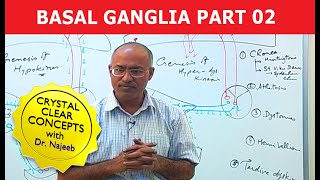 Basal Ganglia  Neuroanatomy  Part 23 [upl. by Hobie]