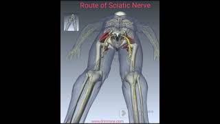 Route of Sciatic Nerve Human Anatomy [upl. by Silsby]