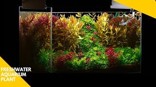 Planted Aquarium  Most Underrated Aquarium Plant [upl. by Bullivant]