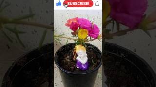 Portulaca plantation idea coolcraftbyruby shortsvideo [upl. by Seiden]